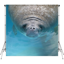 West Indian Manatee Swimming Near The Surface Of Water Backdrops 62373812