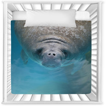 West Indian Manatee Swimming Near The Surface Of Water Nursery Decor 62373812