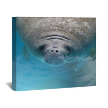 West Indian Manatee Swimming Near The Surface Of Water Wall Art 62373812