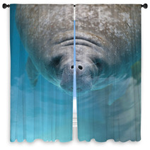 West Indian Manatee Swimming Near The Surface Of Water Window Curtains 62373812