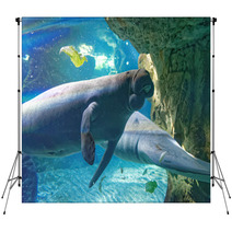 West Indian Manatees Backdrops 89995229