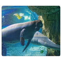 West Indian Manatees Rugs 89995229