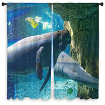 West Indian Manatees Window Curtains 89995229