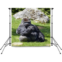 Western Lowland Gorilla Sitting Grass Backdrops 57015515