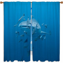 Whale Shark  - Rhincodon Typus Window Curtains 46997916