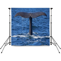 Whale Tail Backdrops 52623164
