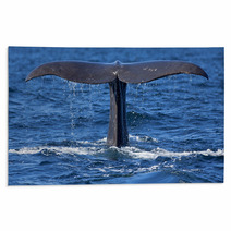 Whale Tail Rugs 52623164