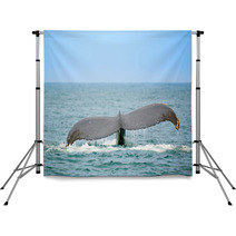 Whale Watching Backdrops 23489947