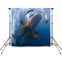 Whaleshark And Scuba Divers Underwater Backdrops 48324394