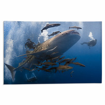 Whaleshark And Scuba Divers Underwater Rugs 48324394