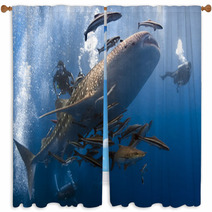 Whaleshark And Scuba Divers Underwater Window Curtains 48324394
