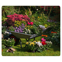 Wheelbarrow And Trays With New Plants Rugs 35876959