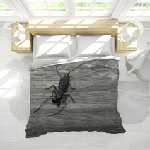 Whip Scorpion On Wooden Floor Bedding 92458493