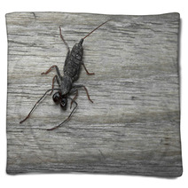 Whip Scorpion On Wooden Floor Blankets 92458493