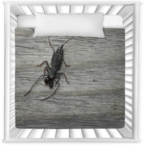 Whip Scorpion On Wooden Floor Nursery Decor 92458493