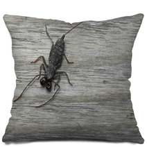Whip Scorpion On Wooden Floor Pillows 92458493