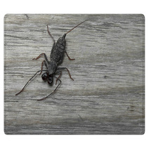 Whip Scorpion On Wooden Floor Rugs 92458493