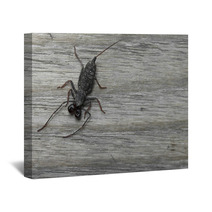 Whip Scorpion On Wooden Floor Wall Art 92458493