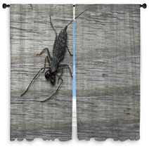 Whip Scorpion On Wooden Floor Window Curtains 92458493