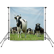 White Black Milch Cow On Green Grass Pasture Backdrops 55377930