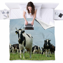 White Black Milch Cow On Green Grass Pasture Blankets 55377930