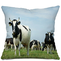 White Black Milch Cow On Green Grass Pasture Pillows 55377930