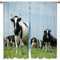 White Black Milch Cow On Green Grass Pasture Window Curtains 55377930