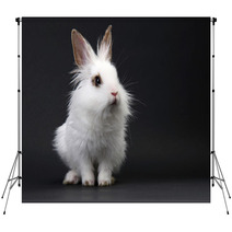 White Domestic Baby-rabbit On The Black Background Backdrops 23736245