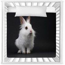 White Domestic Baby-rabbit On The Black Background Nursery Decor 23736245