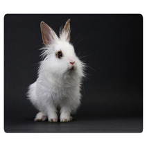 White Domestic Baby-rabbit On The Black Background Rugs 23736245