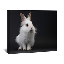 White Domestic Baby-rabbit On The Black Background Wall Art 23736245