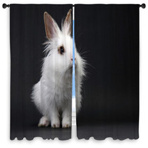 White Domestic Baby-rabbit On The Black Background Window Curtains 23736245