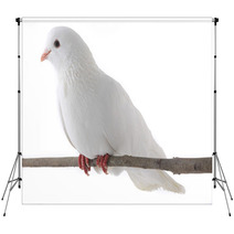 White Dove Backdrops 61703672