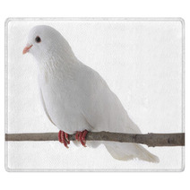 White Dove Rugs 61703672