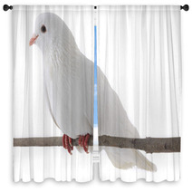 White Dove Window Curtains 61703672