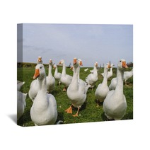 White Ducks Wall Art 74287394