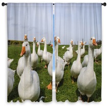 White Ducks Window Curtains 74287394