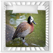 White-faced Whistling Duck - Dendrocygna Viduata Nursery Decor 100244504