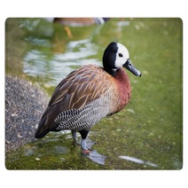 White-faced Whistling Duck - Dendrocygna Viduata Rugs 100244504