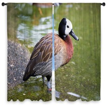 White-faced Whistling Duck - Dendrocygna Viduata Window Curtains 100244504