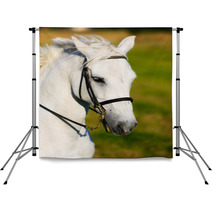 White Horse Backdrops 65116334