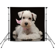 White Miniature Schnauzer Puppy Backdrops 55149535