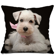 White Miniature Schnauzer Puppy Pillows 55149535