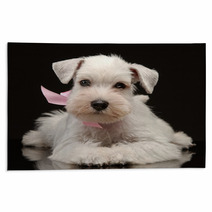 White Miniature Schnauzer Puppy Rugs 55149535