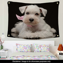 White Miniature Schnauzer Puppy Wall Art 55149535