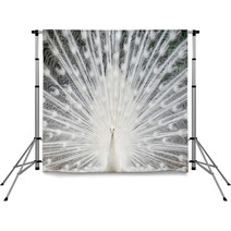 White Peacock With Feathers Out Backdrops 49381962