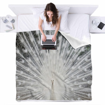 White Peacock With Feathers Out Blankets 49381962