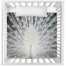 White Peacock With Feathers Out Nursery Decor 49381962
