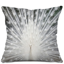 White Peacock With Feathers Out Pillows 49381962