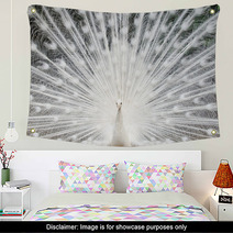 White Peacock With Feathers Out Wall Art 49381962